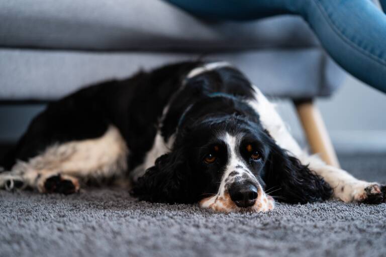 Hund der auf einem Teppichboden liegt